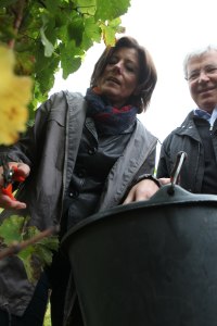 Poltik in die Weinproduktion